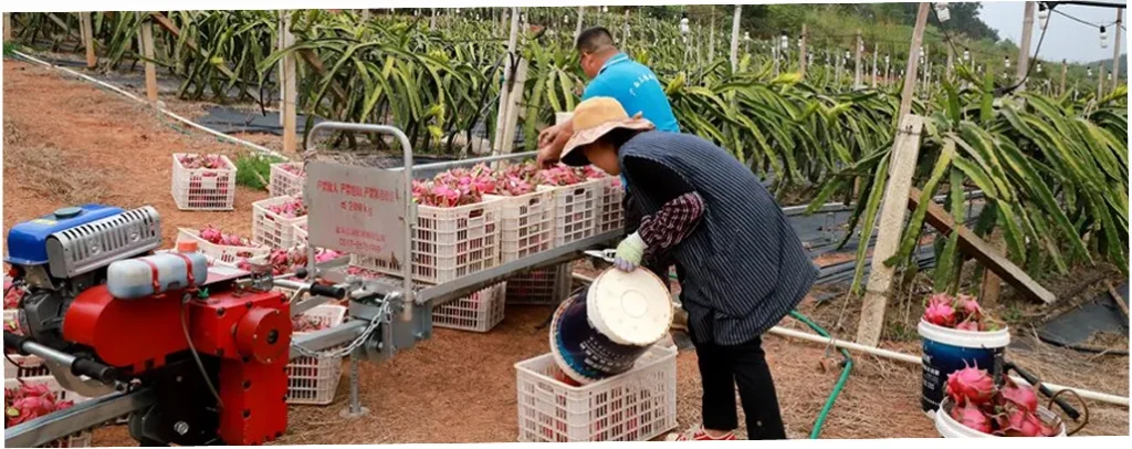 Vat tu ve tre vai ngay la lo ca dot xuong giong hoac dot xu ly ra hoa 5